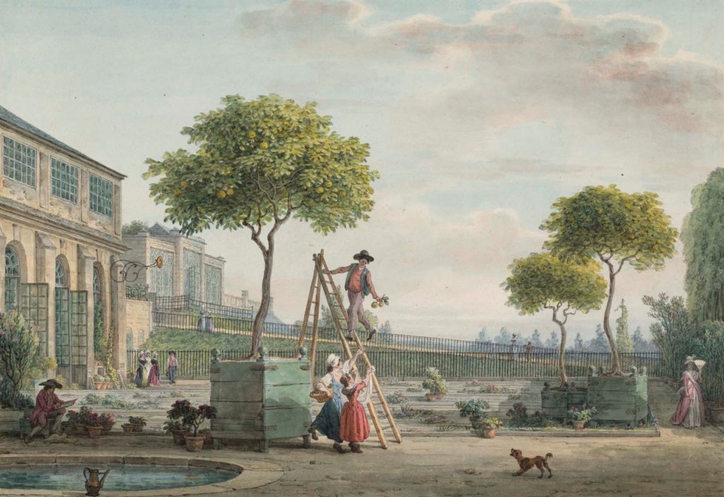 Jean-Baptiste Hilair sketches gardeners picking fruit in the Orangerie in the Jardin des Plantes. Drawing in the collection of the Bibliothèque nationale de France, press photo courtesy of the Clark Art Institute