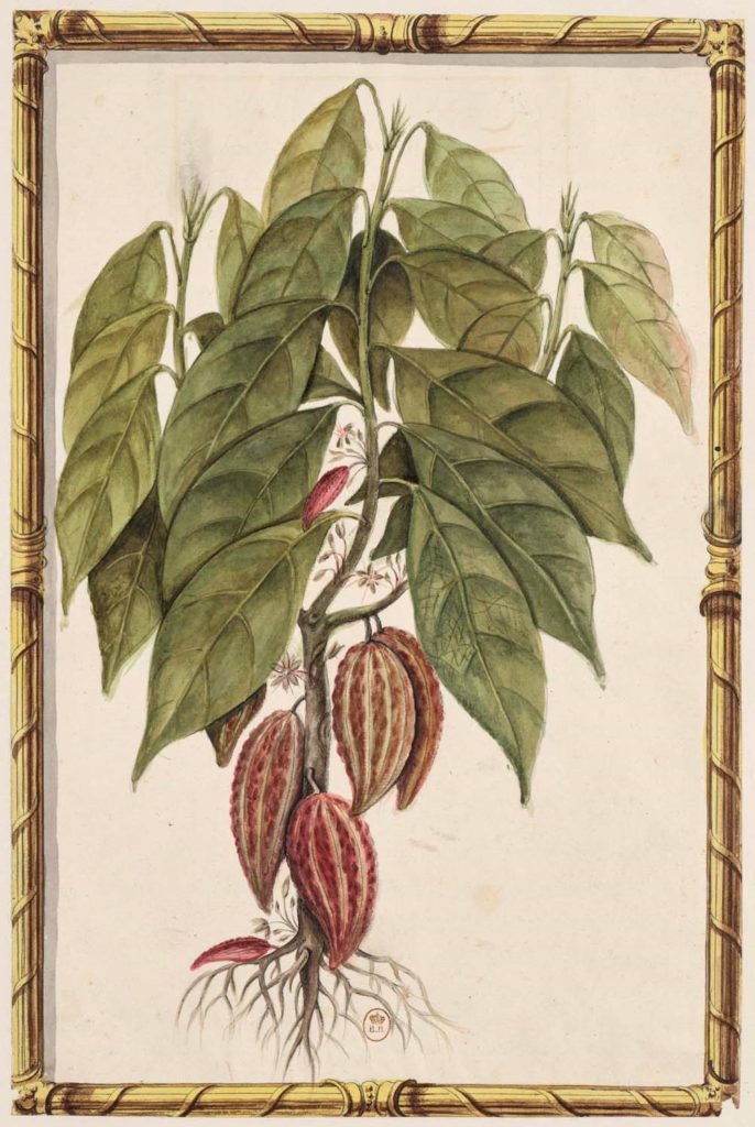 An anonymous artist draws a cacao plant in detail. Press photo courtesy of the Clark Art Institute