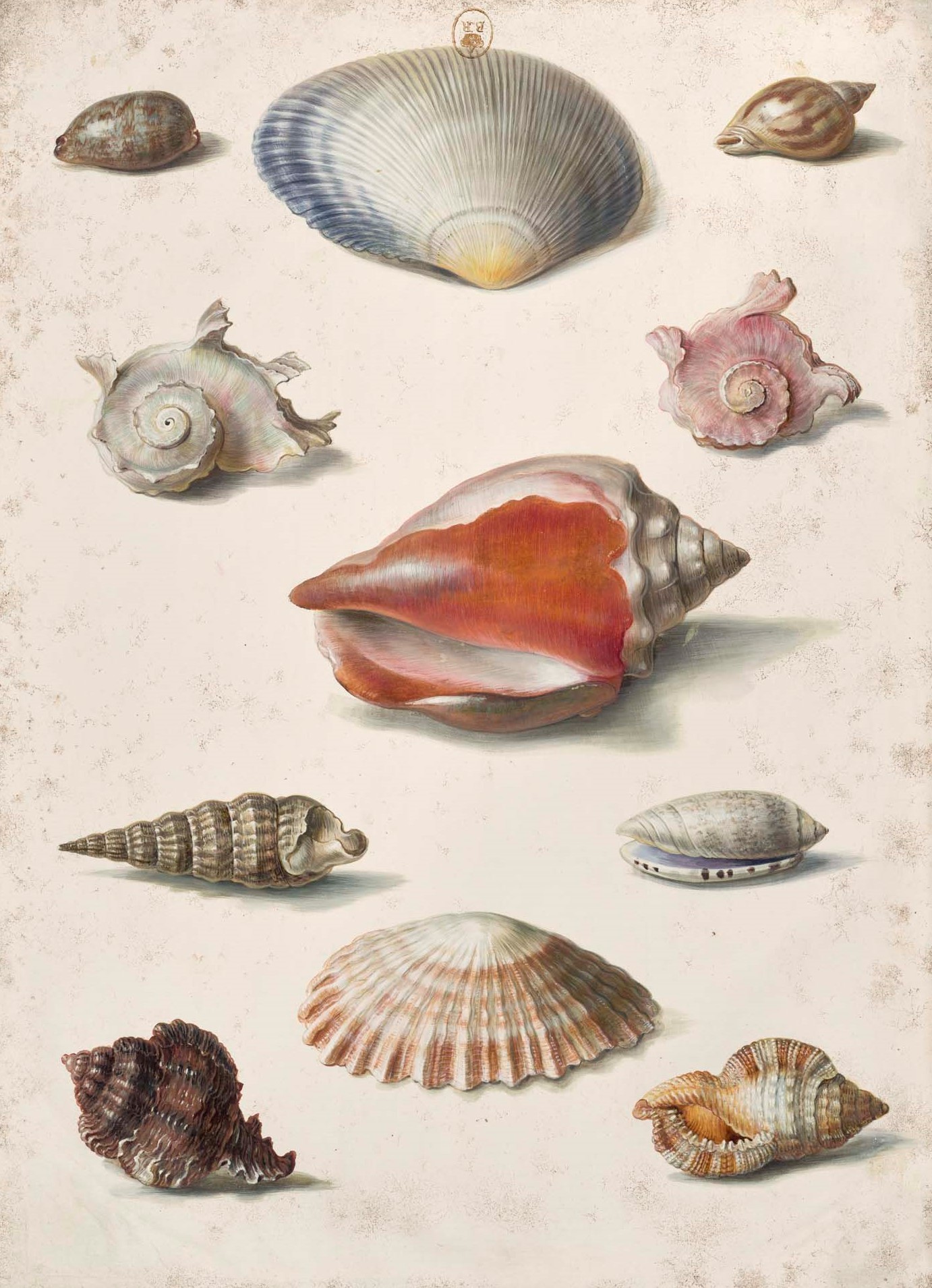 Artist Émelie Bounnieu illustrates many kinds of shells.