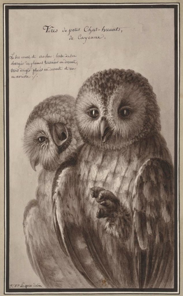 Two owls from Cayenne look out from a charcoal sketch. Drawing in the collection of the Bibliothèque nationale de France, press photo courtesy of the Clark Art Institute
