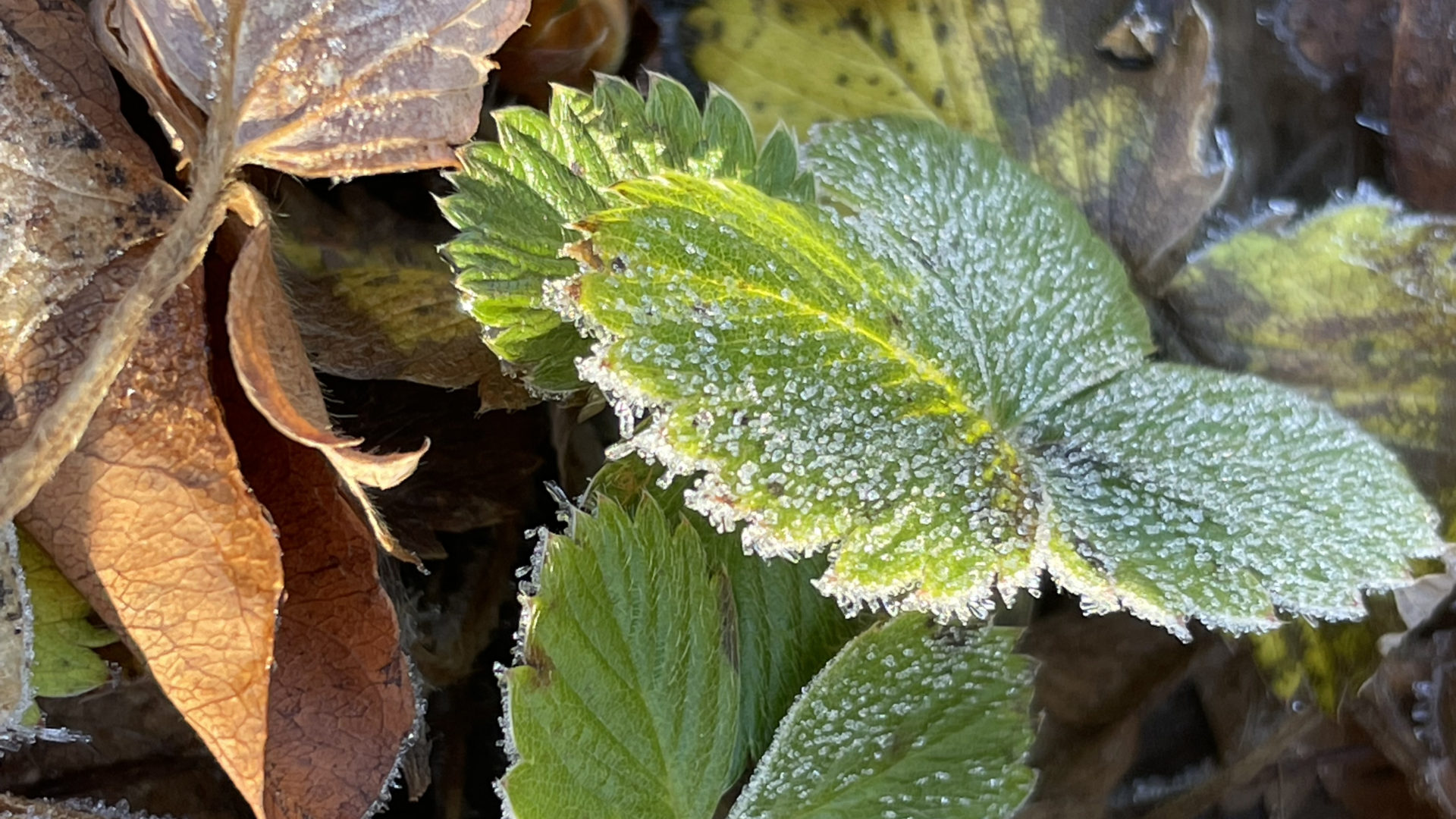 Frost shines on late strawberry leaves in the native wildflower garden at Bennington Museum,