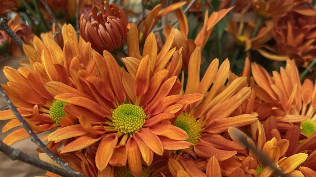 Marcristo Farm brings vivid orange cut flowers to the Great Barrington Farmers Market even in November.