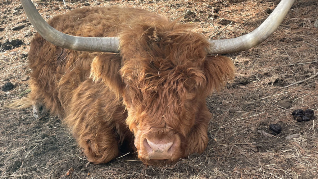 A Highland cow rests in her pasture at Moon in the Pond Farm in Sheffield.