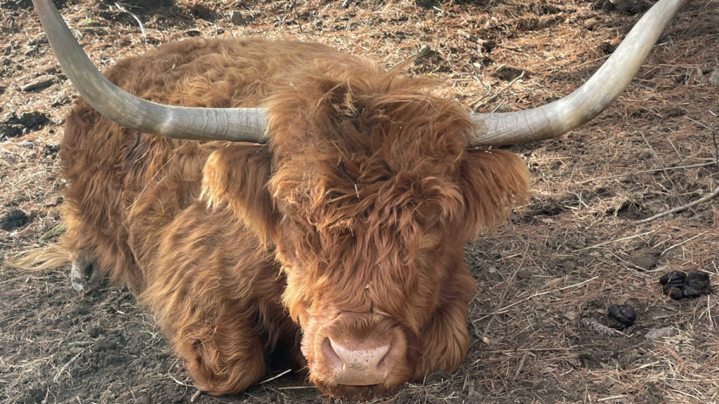 A Highland cow rests in her pasture at Moon in the Pond Farm in Sheffield.