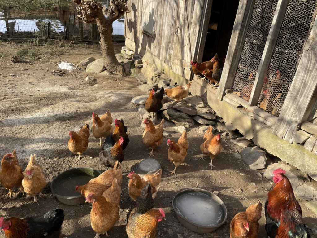 Heritage breed chickens come out for some sun on a winter day at Moon in the Pond Farm.