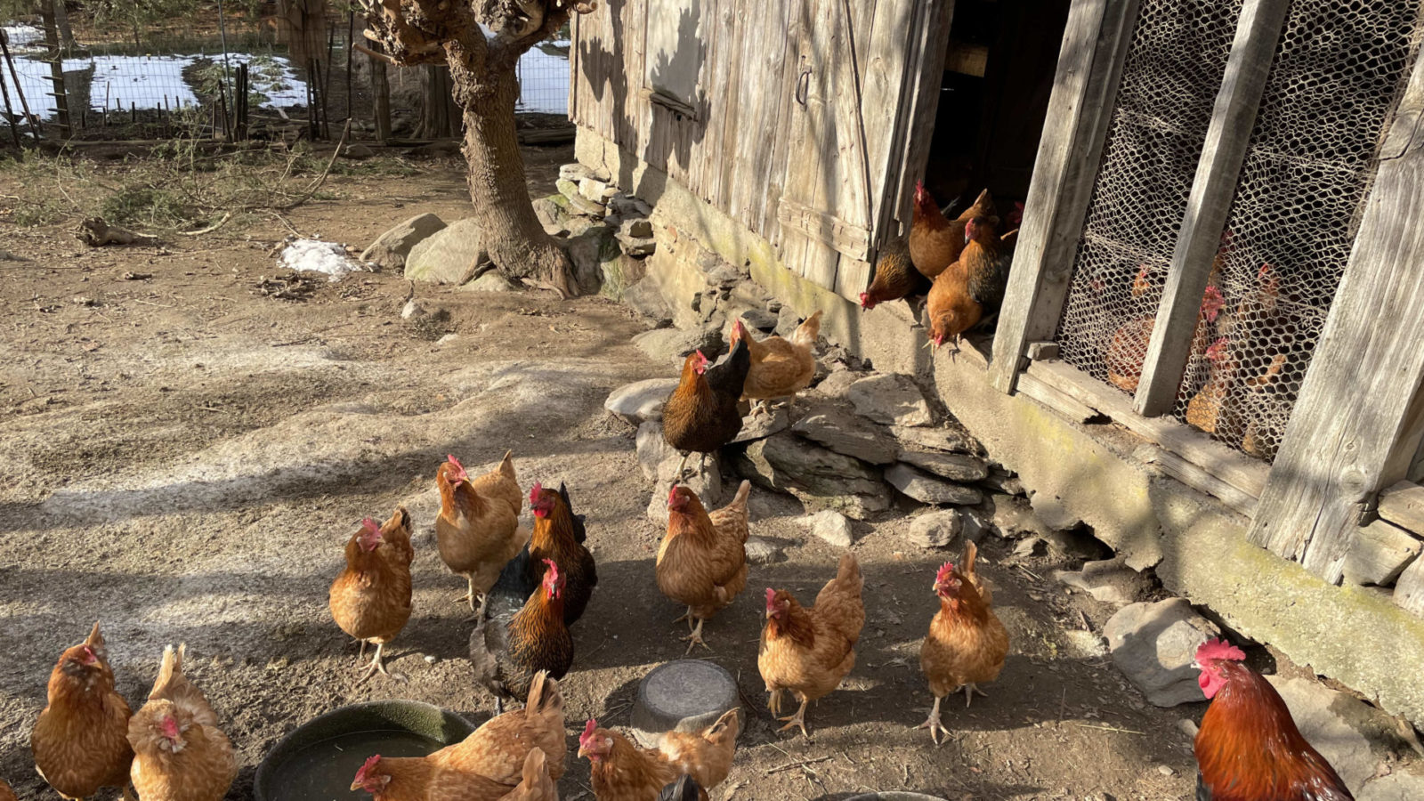 Heritage breed chickens come out for some sun on a winter day at Moon in the Pond Farm.