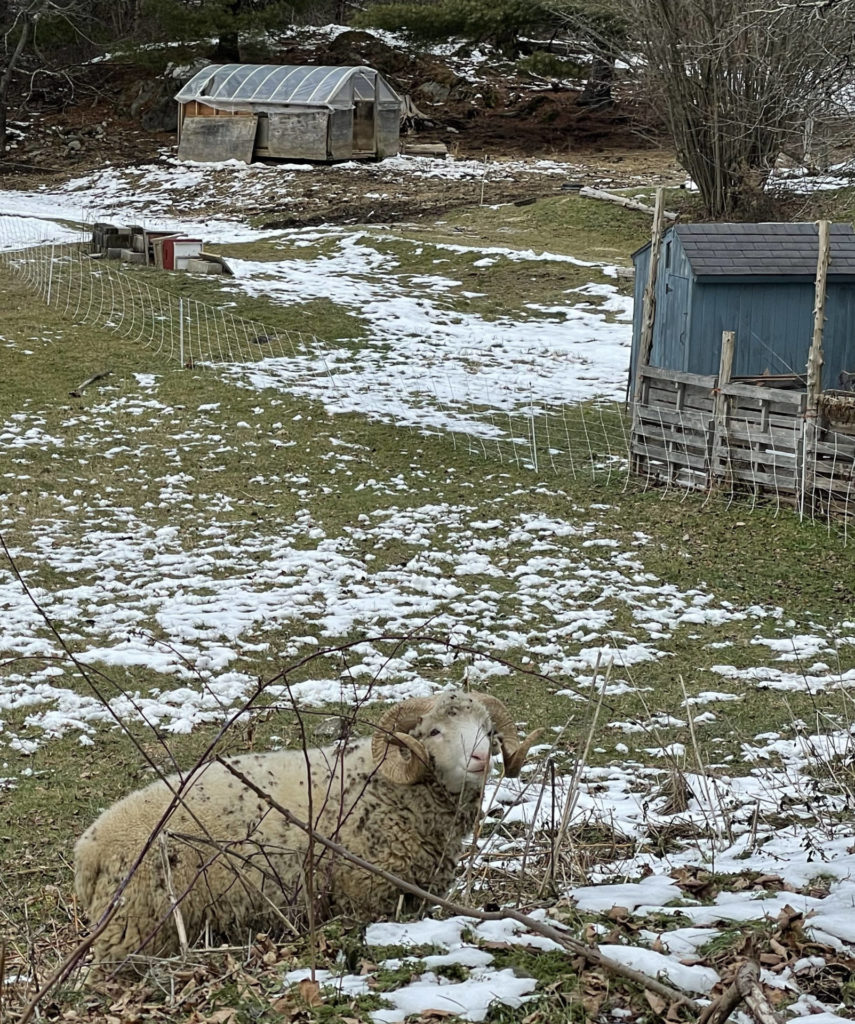 A Dorset sheep relaxes in the pasture at Moon in the Pond Farm.