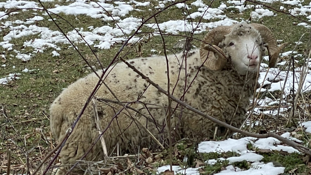 A Dorset sheep relaxes in the pasture at Moon in the Pond Farm.