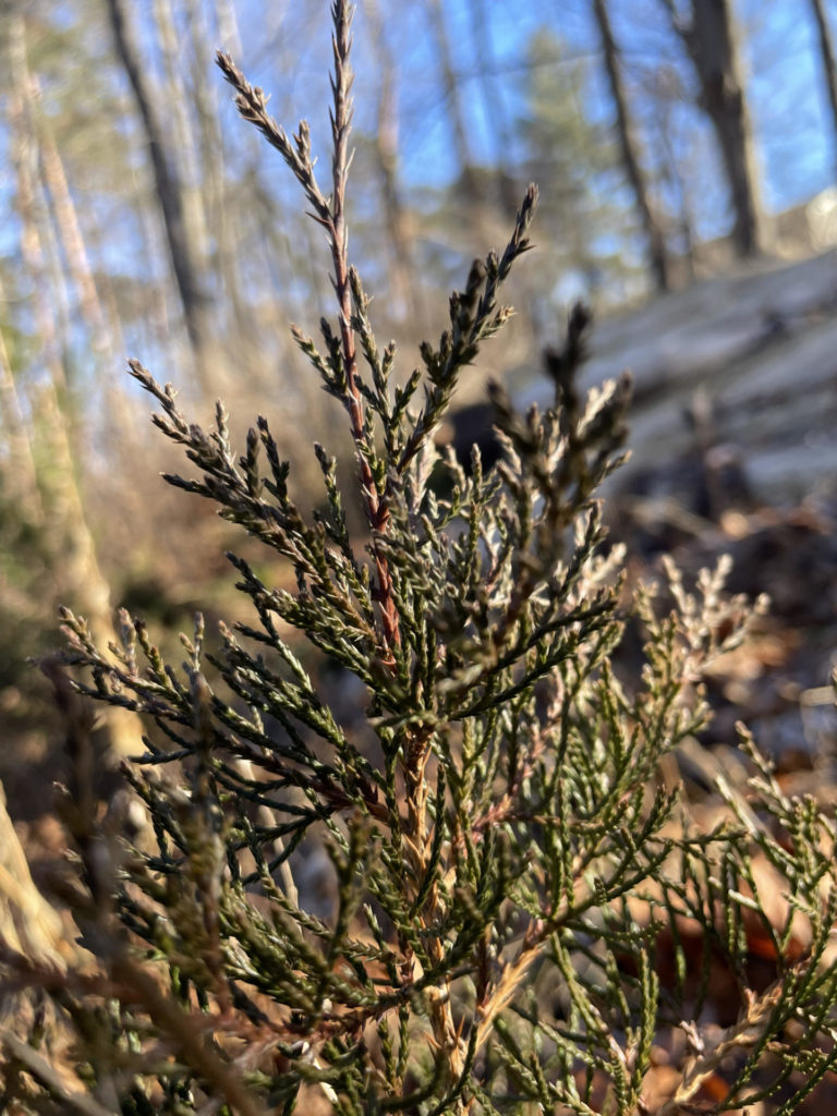 A young cedar tree stands against the winter sky in the native garden at Bennington Museum.