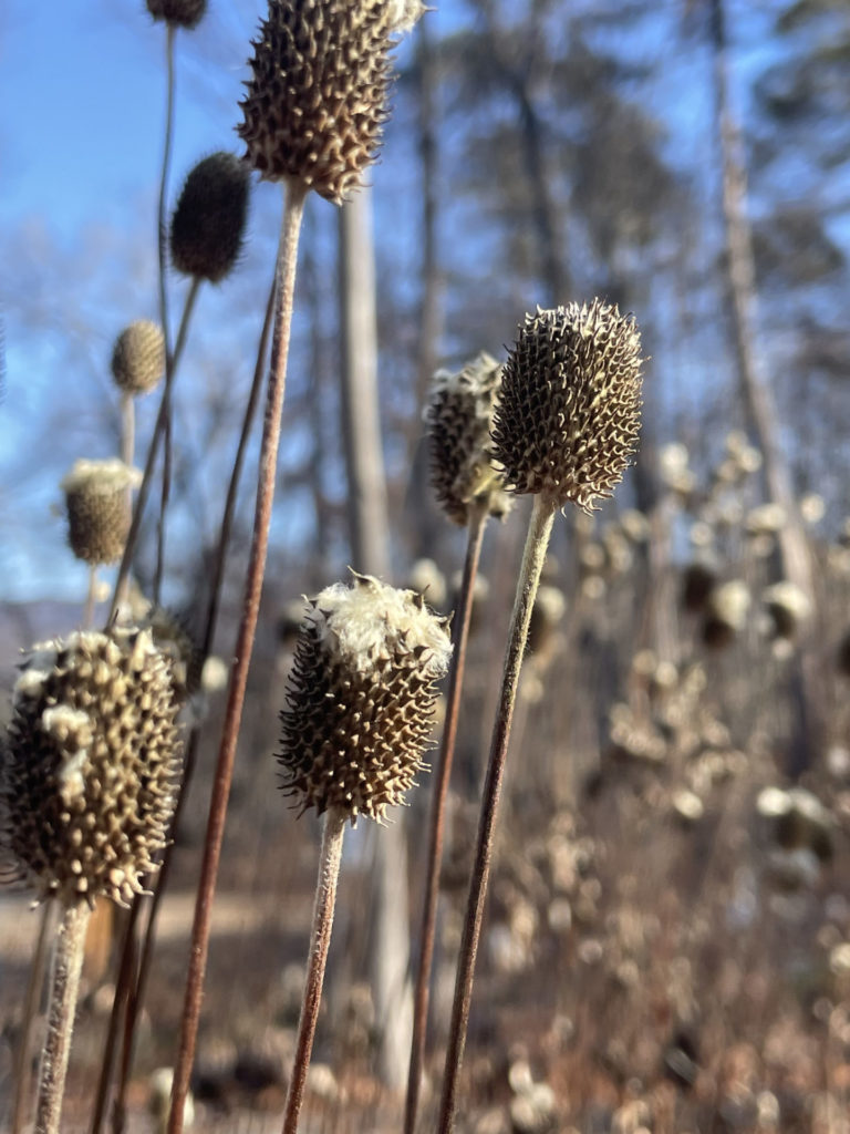 Seed pods in the native garden at Bennington Museum still hold some of the white silk that lets the seeds float on the wind.