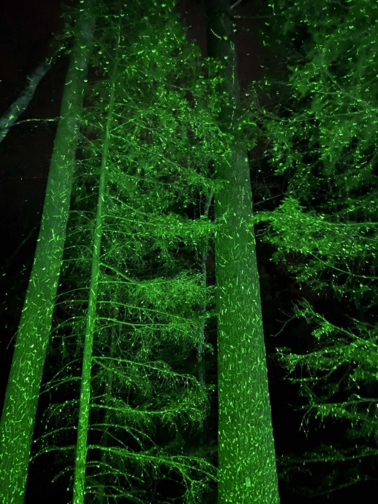 Pine trees glisten with green fairy lights at Winterlights at Naumkeag.
