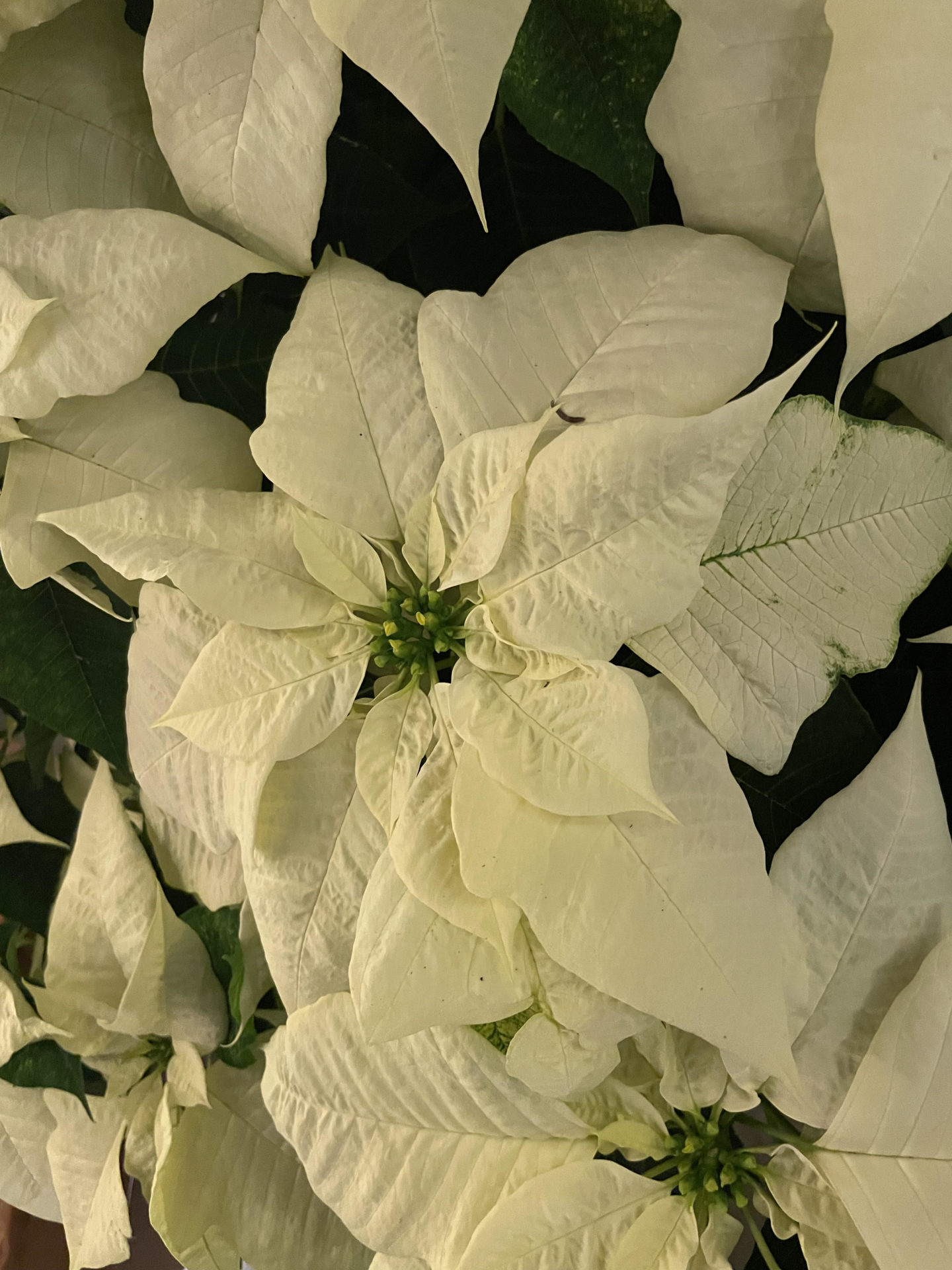 Poinsettias bloom white and green in the greenhouse at Naumkeag in Winterlights.