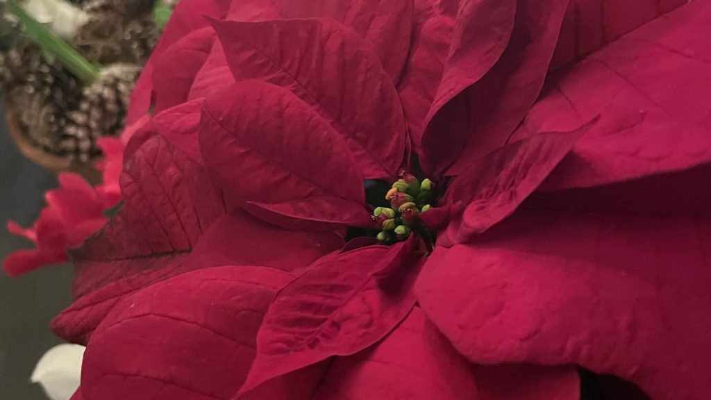 Poinsettias bring scarlet color into the greenhouse at Naumkeag in Winterlights.
