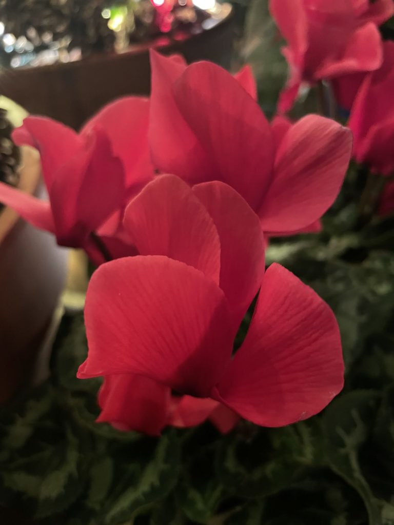 Cyclamen bloom in the greenhouse at Naumkeag in Winterlights.