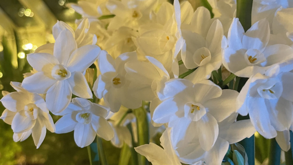 Paperwhites fill the greenhouse with petals and scent at Winterlights at Naumkeag.
