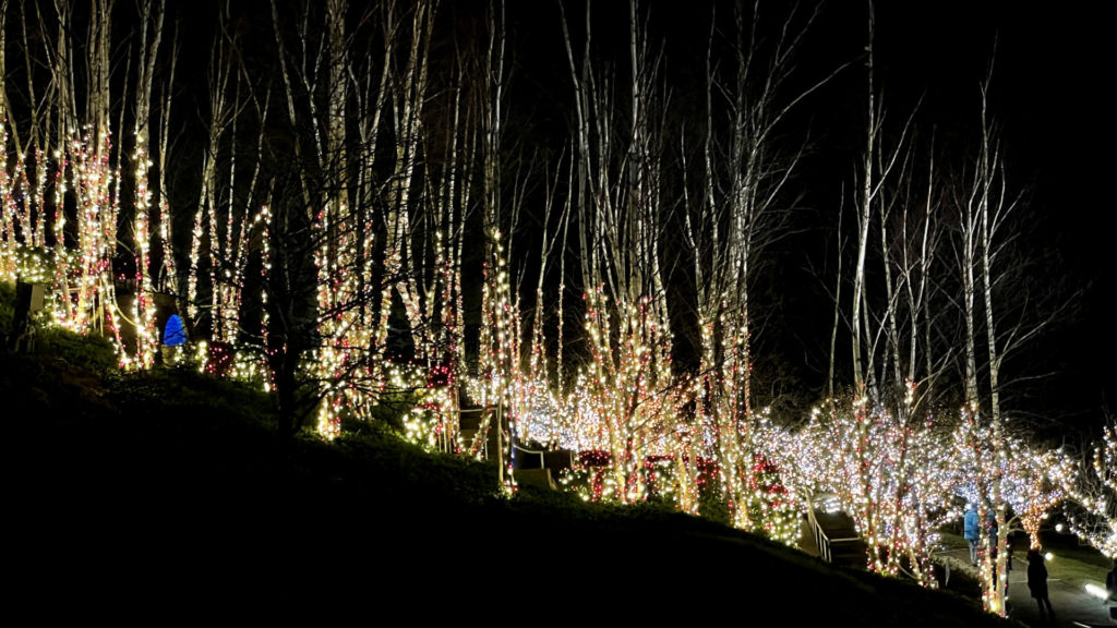 The birches along the blue stairs glow red and gold like candycanes in the dark in Winterlights at Naumkeag.
