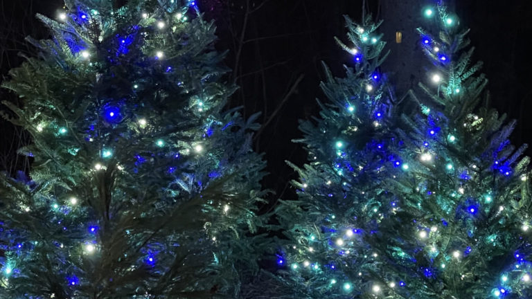 Fir trees shine with green and blue lights at Winterlights at Naumkeag.