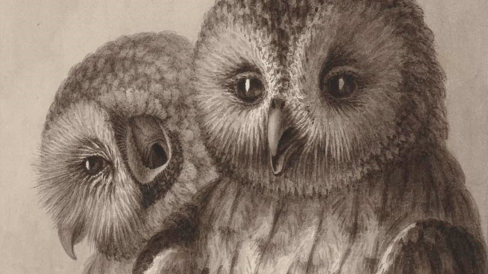 Two owls from Cayenne look out from a charcoal sketch. Drawing in the collection of the Bibliothèque nationale de France, press photo courtesy of the Clark Art Institute