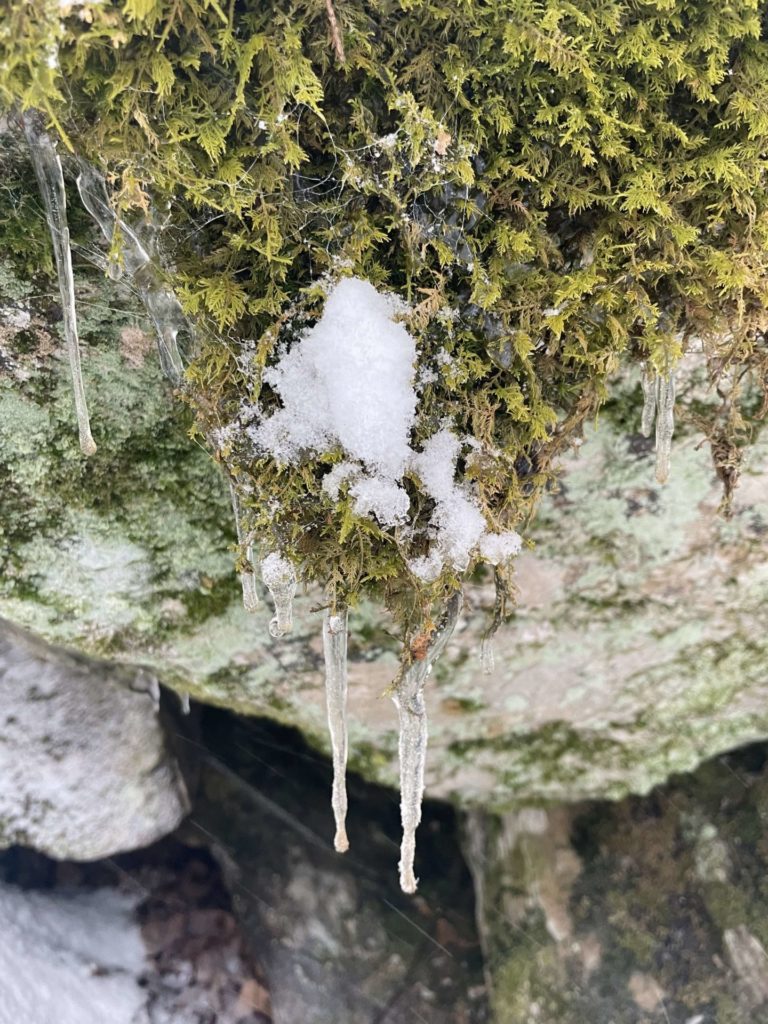 Icicles form in the mosses on quartzite boulders along the Chestnut Trail in Williamstown.