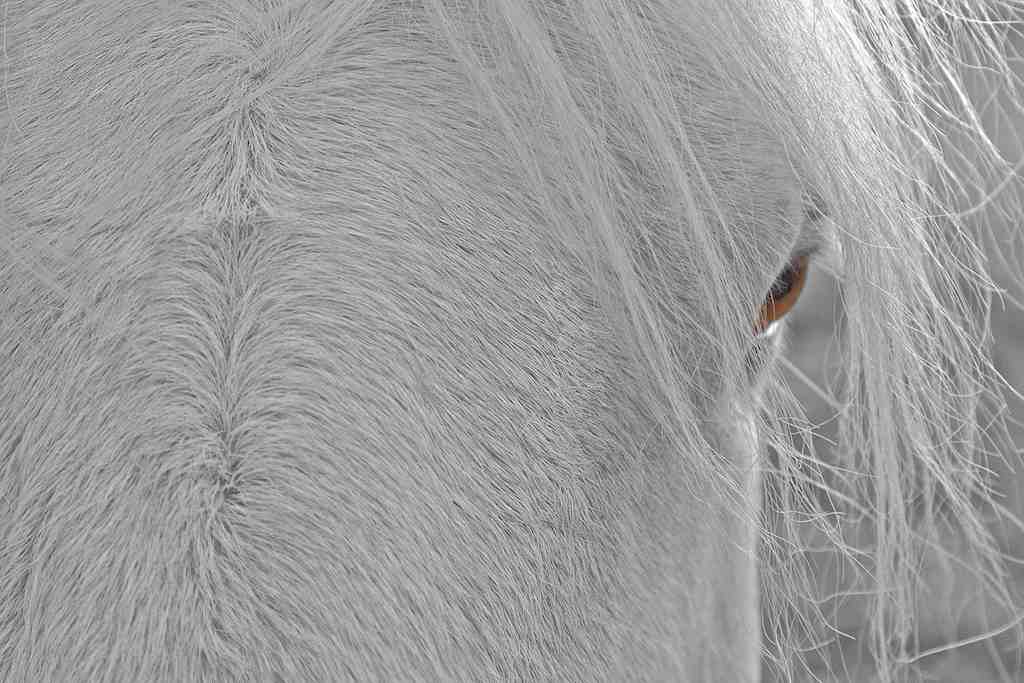 A silver-grey horse looks at the camera from one deep brown eye. Press photo courtesy of Cassandra Sohn Gallery
