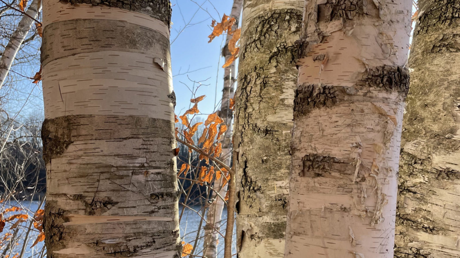 Birch trees stand close together on the shore of Lake Paran in North Bennington.