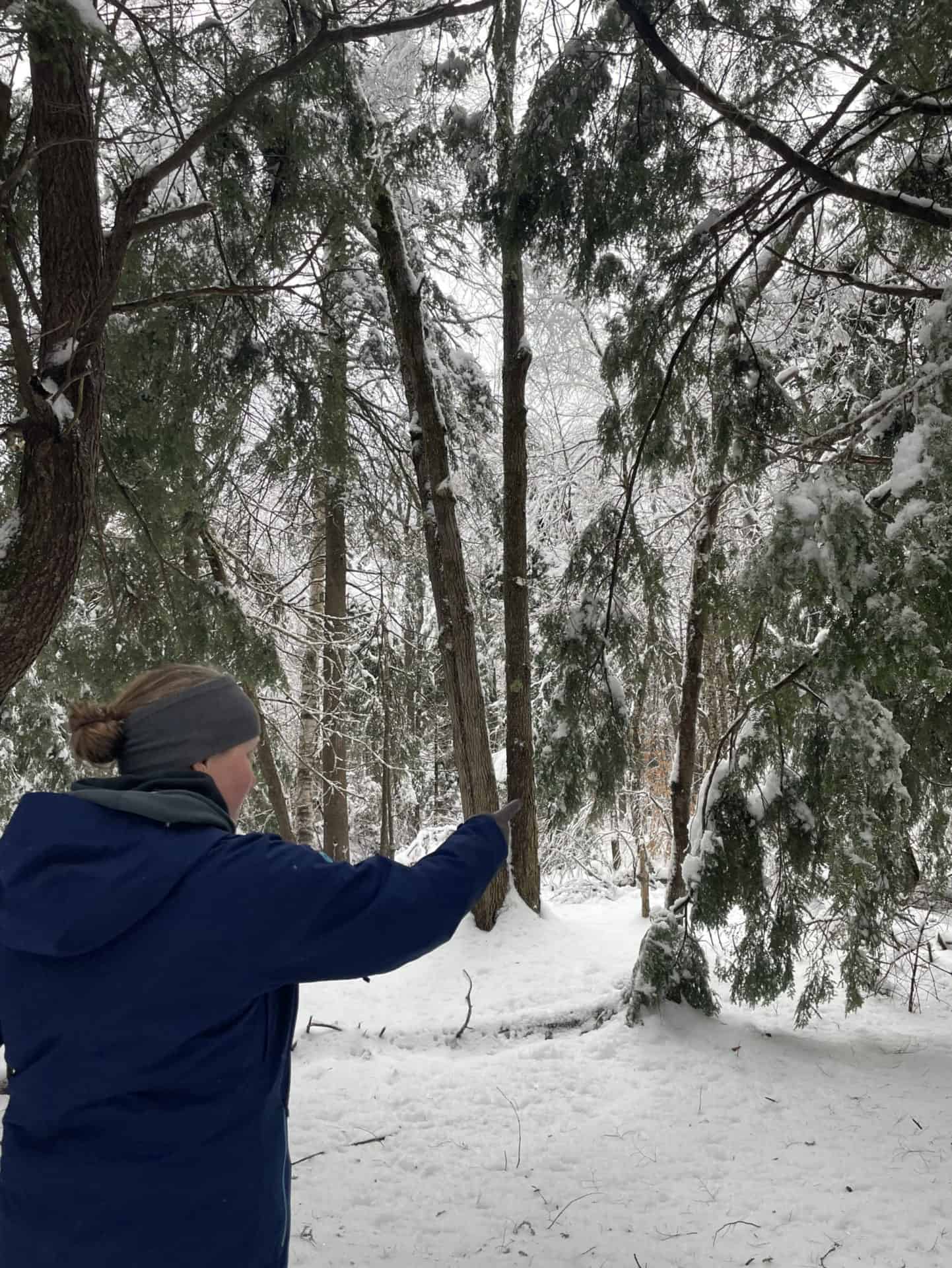 Aimee Gelinas snows the needles of hemlock trees in the boreal forest at Tamarack Hollow.