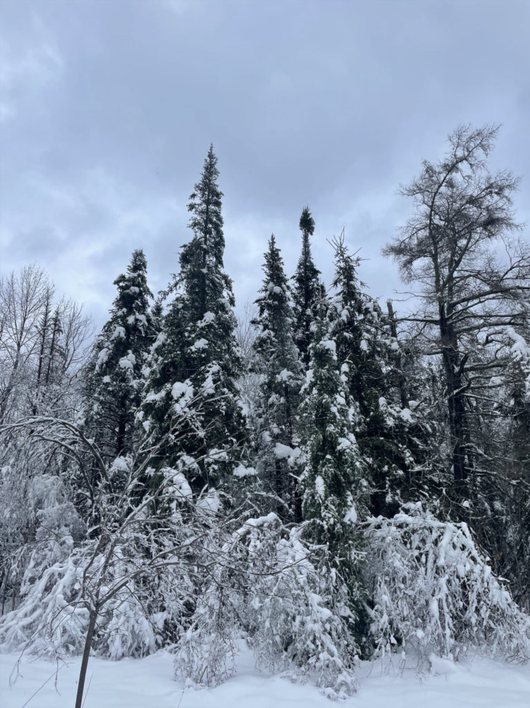 Snow and ice coat the fir trees in the boreal forest on the ridge at Tamarack Hollow.