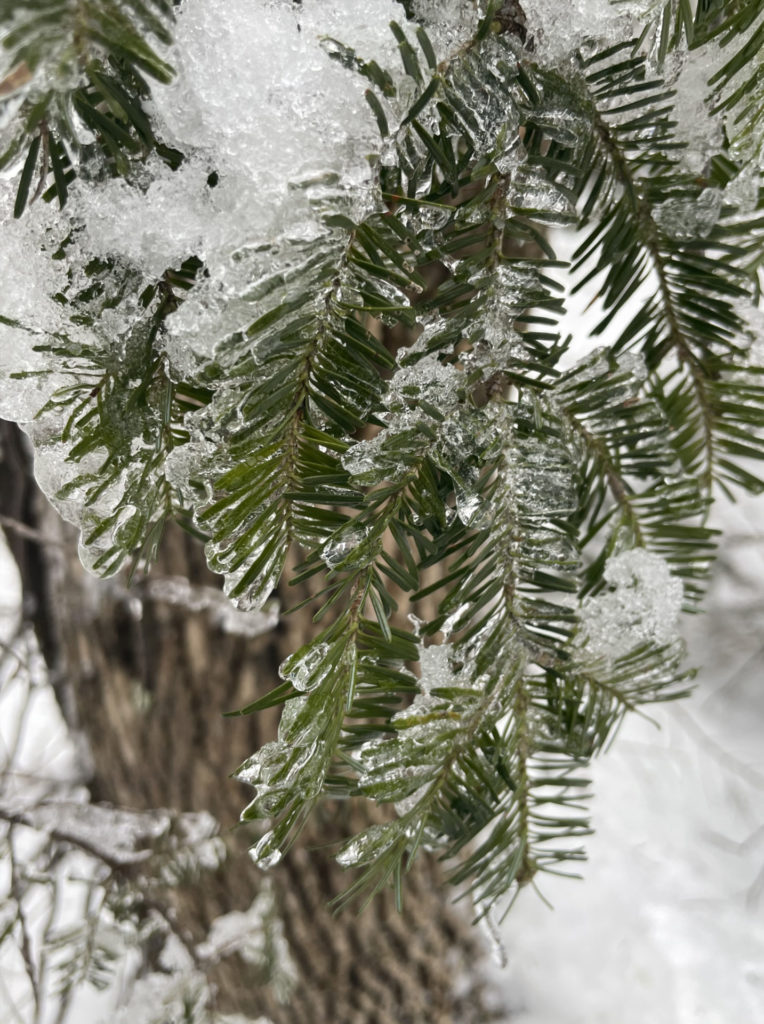 Ice coats the needles of hemlock trees in the boreal forest at Tamarack Hollow.