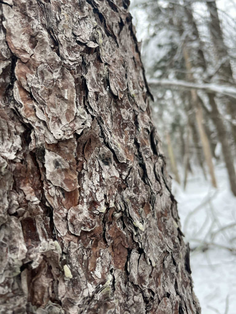 Tamarack bark shows a distinctive pattern in winter.