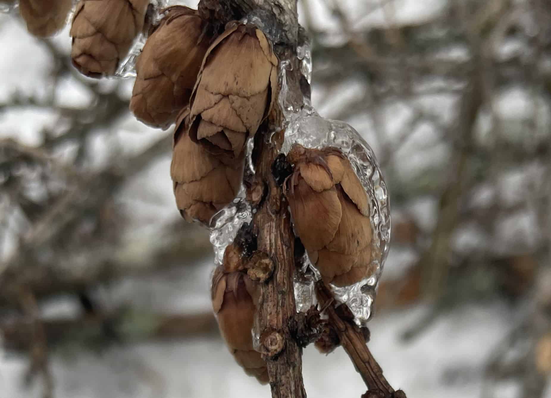 Cones of Tamarack (or hackmatack, or larch) show coppery under the ice at Tamarack Hollow.