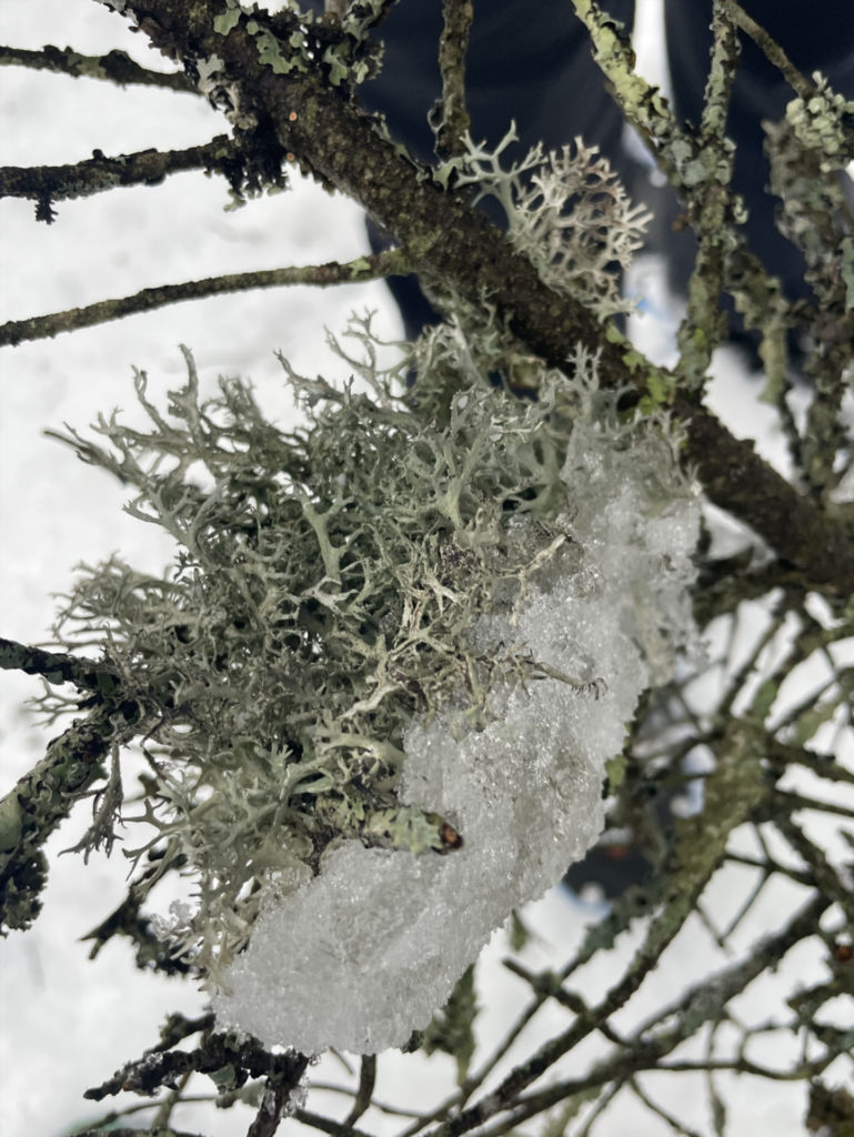 Lichens grow in the boreal forest at high elevations.