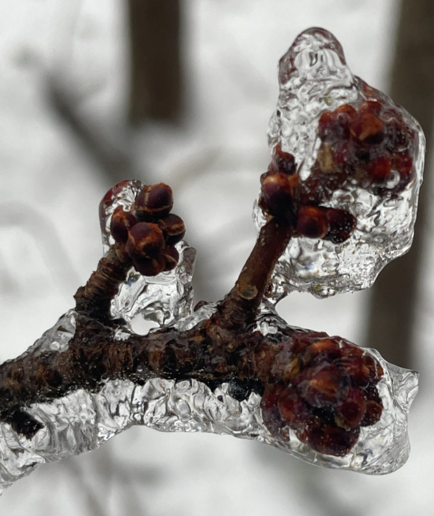 Ice encases red maple buds at Tamarack Hollow.