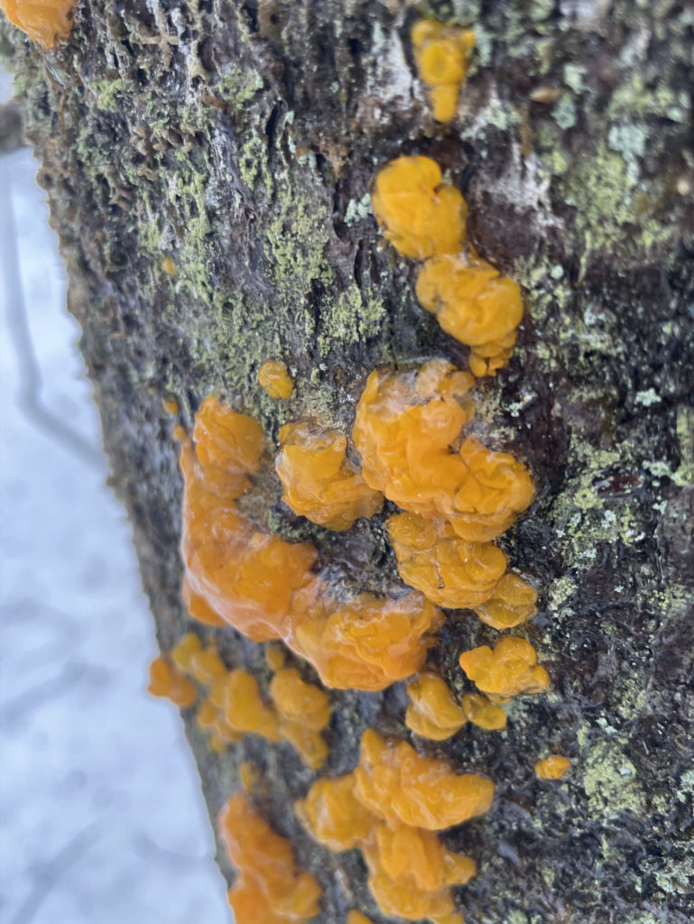 A jelly fungus, Witches' Butter, shows with deep orange even in winter.