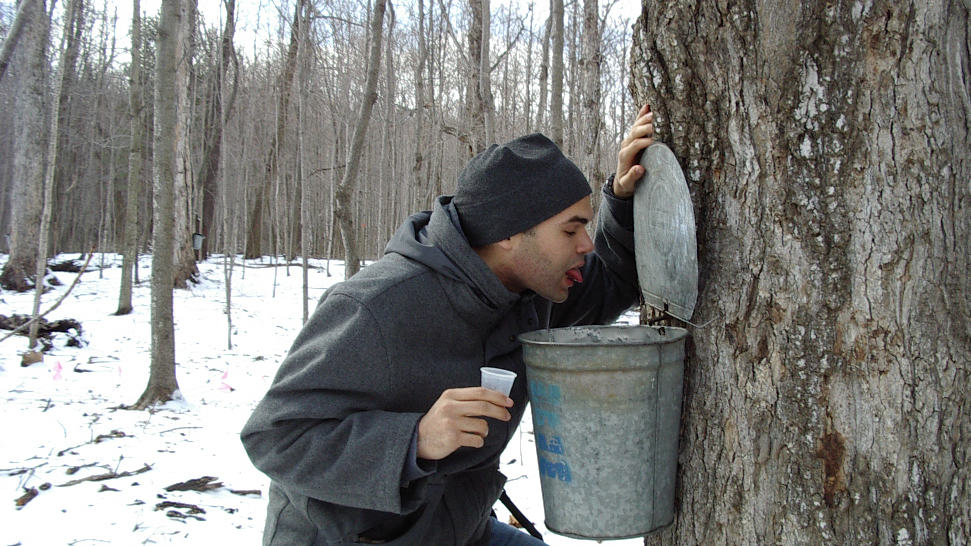 A student tastes sap fresh from the tree at Williams College's annual maple fest at Hopkins Forest. Press photo courtesy of Williams