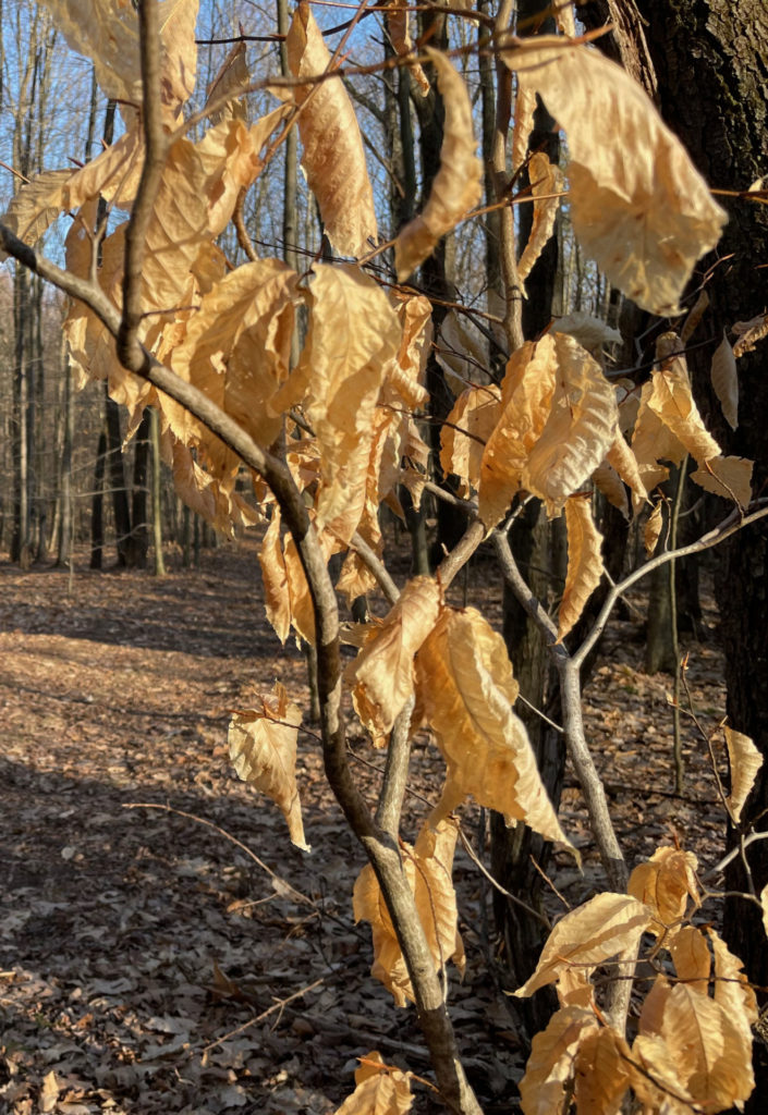Last year's beech leaves gleam golden on an early spring evening at Hopkins Forest in Williamstown.