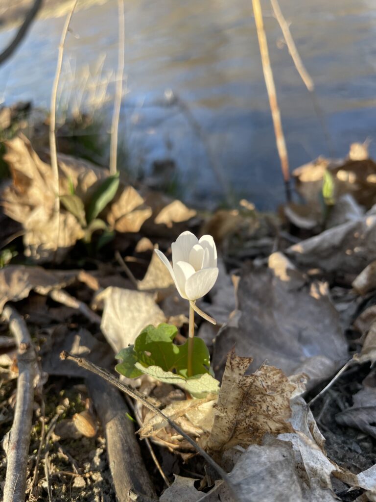 Bloodroot come up on a spring day along the Hoosic River.