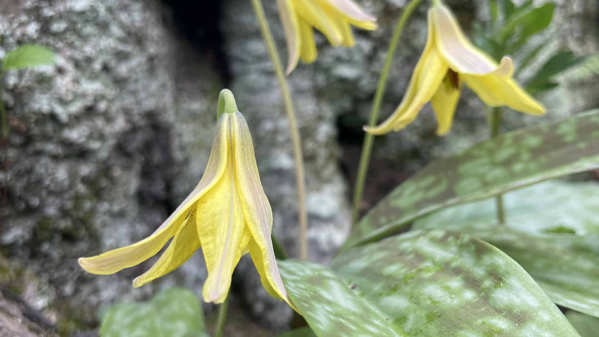 Trout lilies cluster at the foot of a tree on an April day at Bartholomew's Cobble in Sheffield.