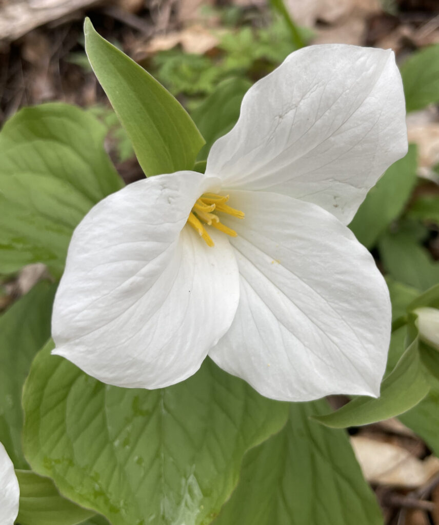 White trillium are in full bloom on an April day at Bartholomew's Cobble in Sheffield.