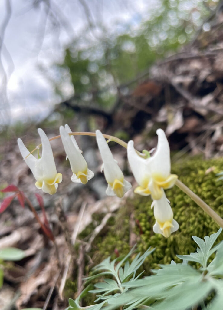 Dutchman's breeches bloom white and gold on an April day at Bartholomew's Cobble in Sheffield.