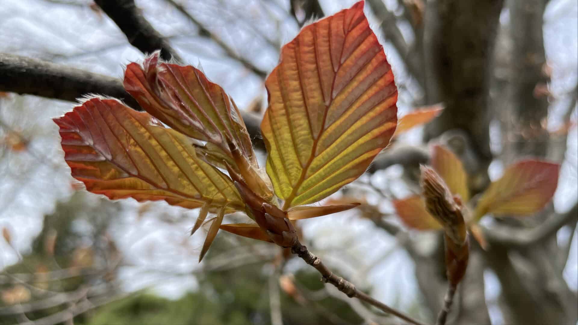 Beech trees unfurl new leaves in spring at Berkshire Botanical Garden in Stockbridge.