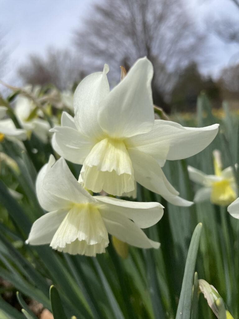 Daffodils blow along the walkway at Berkshire Botanical Garden in Stockbridge.