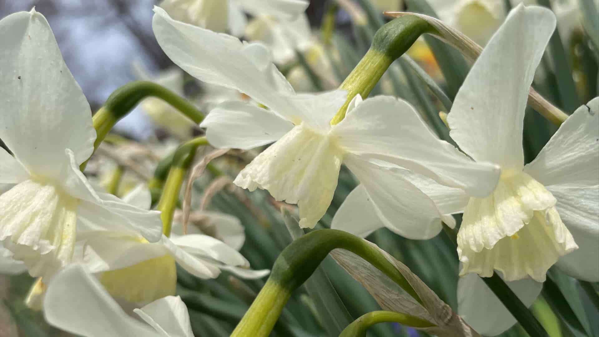 Daffodils bloom pale gold at Berkshire Botanical Garden.