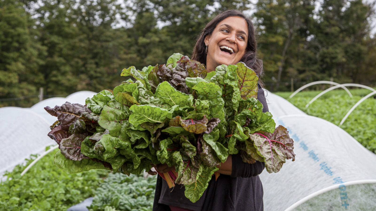 Jen Salinetti, co-founder, farmer and director of education and community engagement at Woven Roots Farm, gathers abundant greens. Press photo courtesy of WCMA.