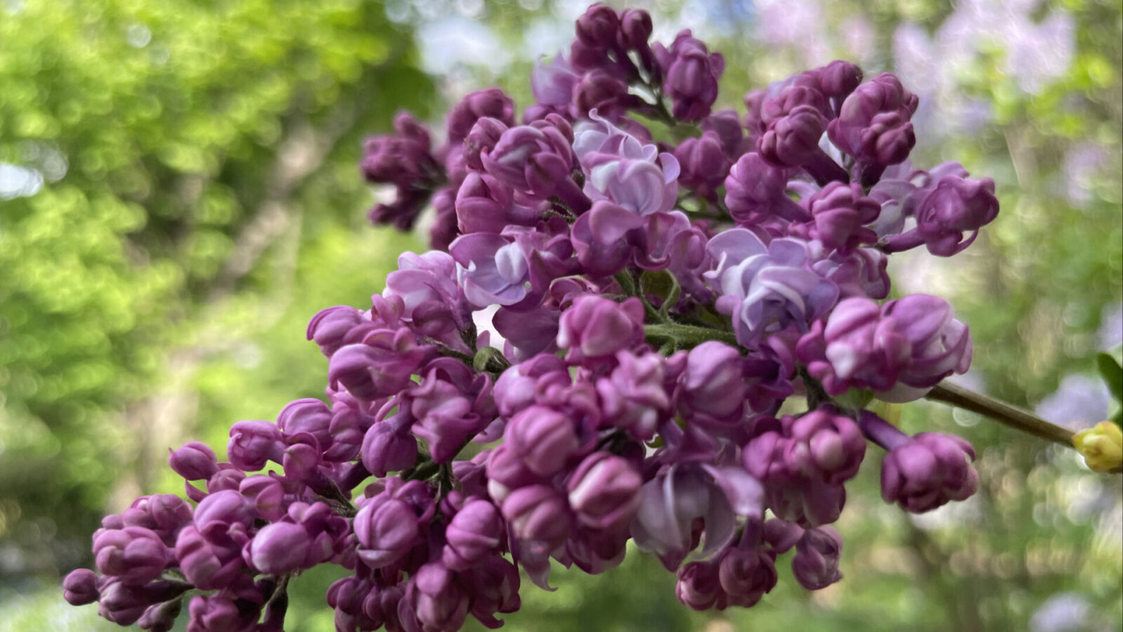 Lilacs bloom in Lilac Park in Lenox.
