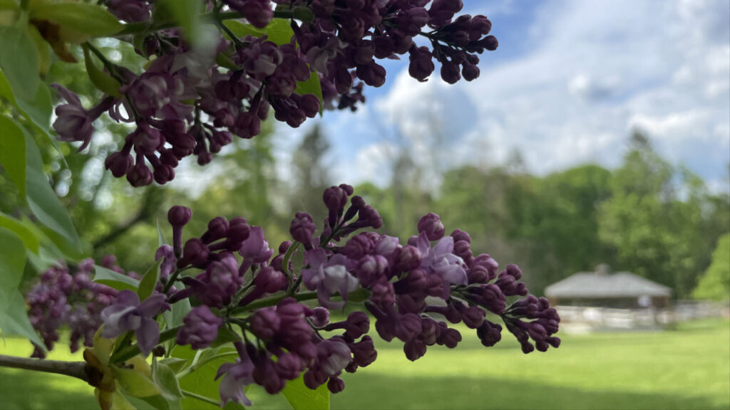 Lilacs bloom in Lilac Park in Lenox.