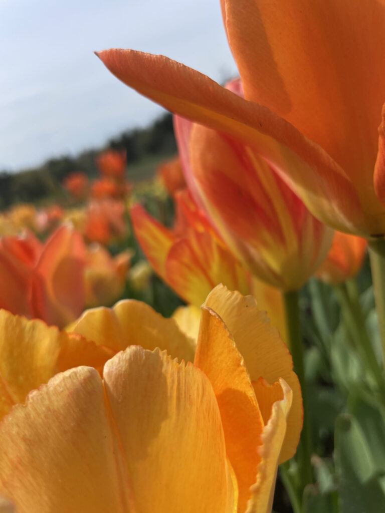 Orange and gold tulips bloom at the annual Daffodil and Tulip Festival at Naumkeag in Stockbridge.