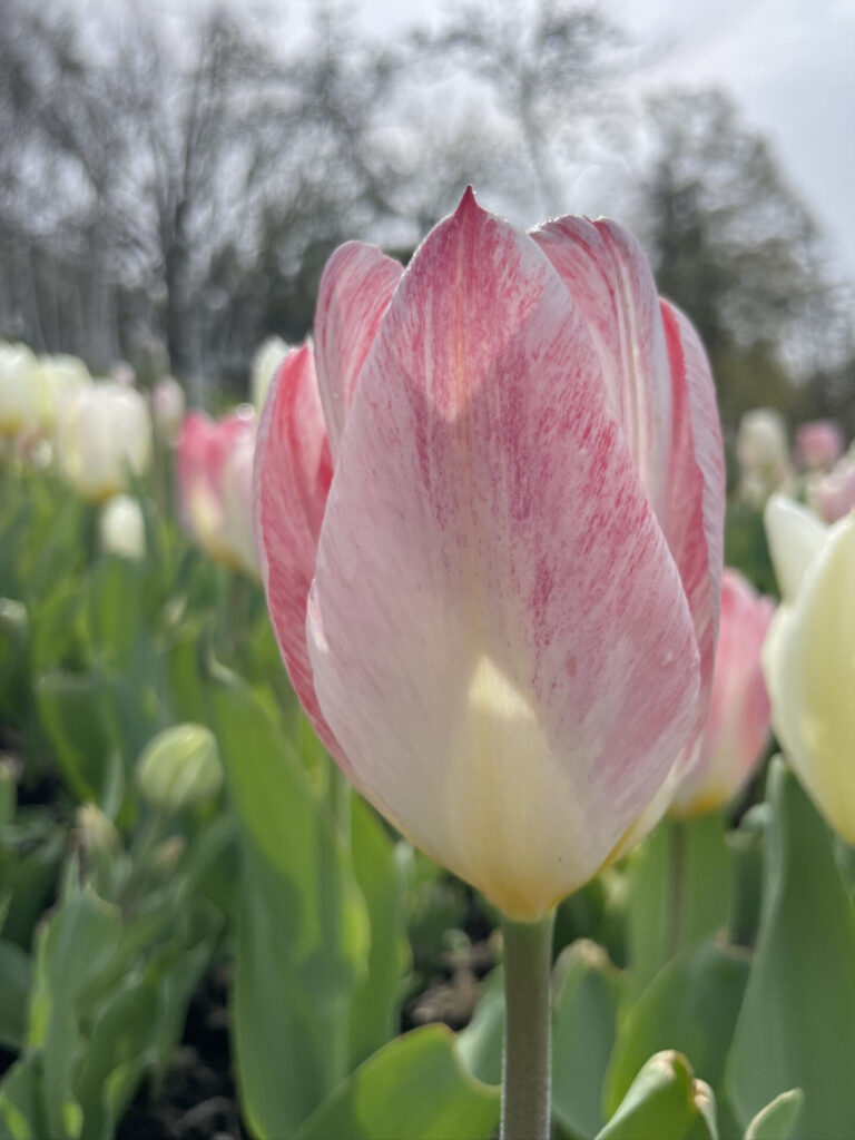 White and rose tulips bloom at the annual Daffodil and Tulip Festival at Naumkeag in Stockbridge.
