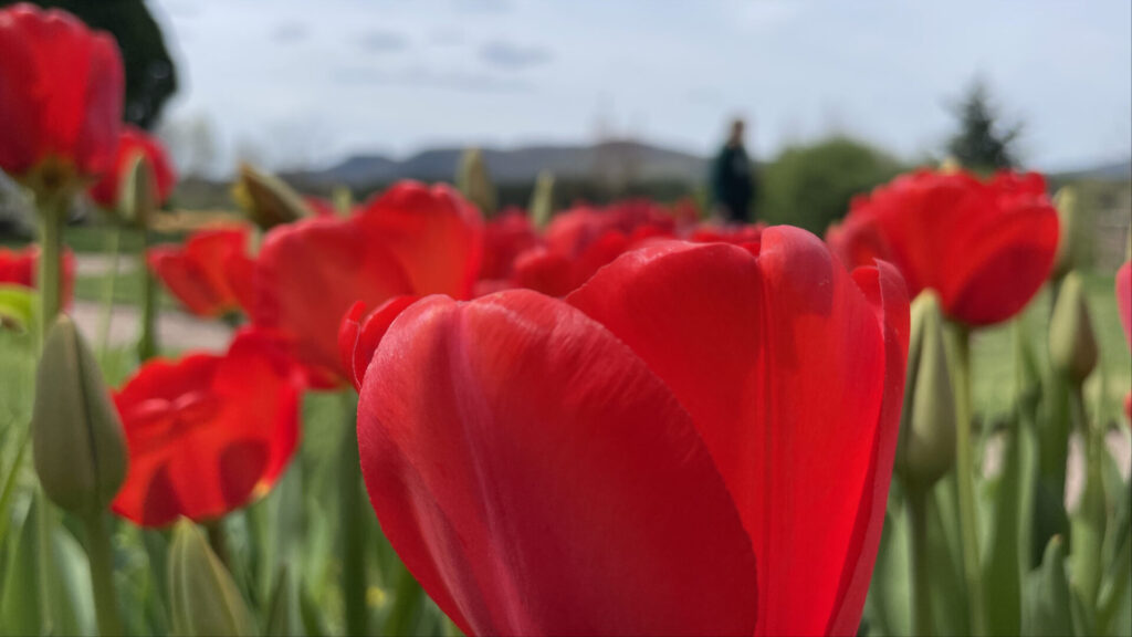 Crimson tulips bloom at the annual Daffodil and Tulip Festival at Naumkeag in Stockbridge.