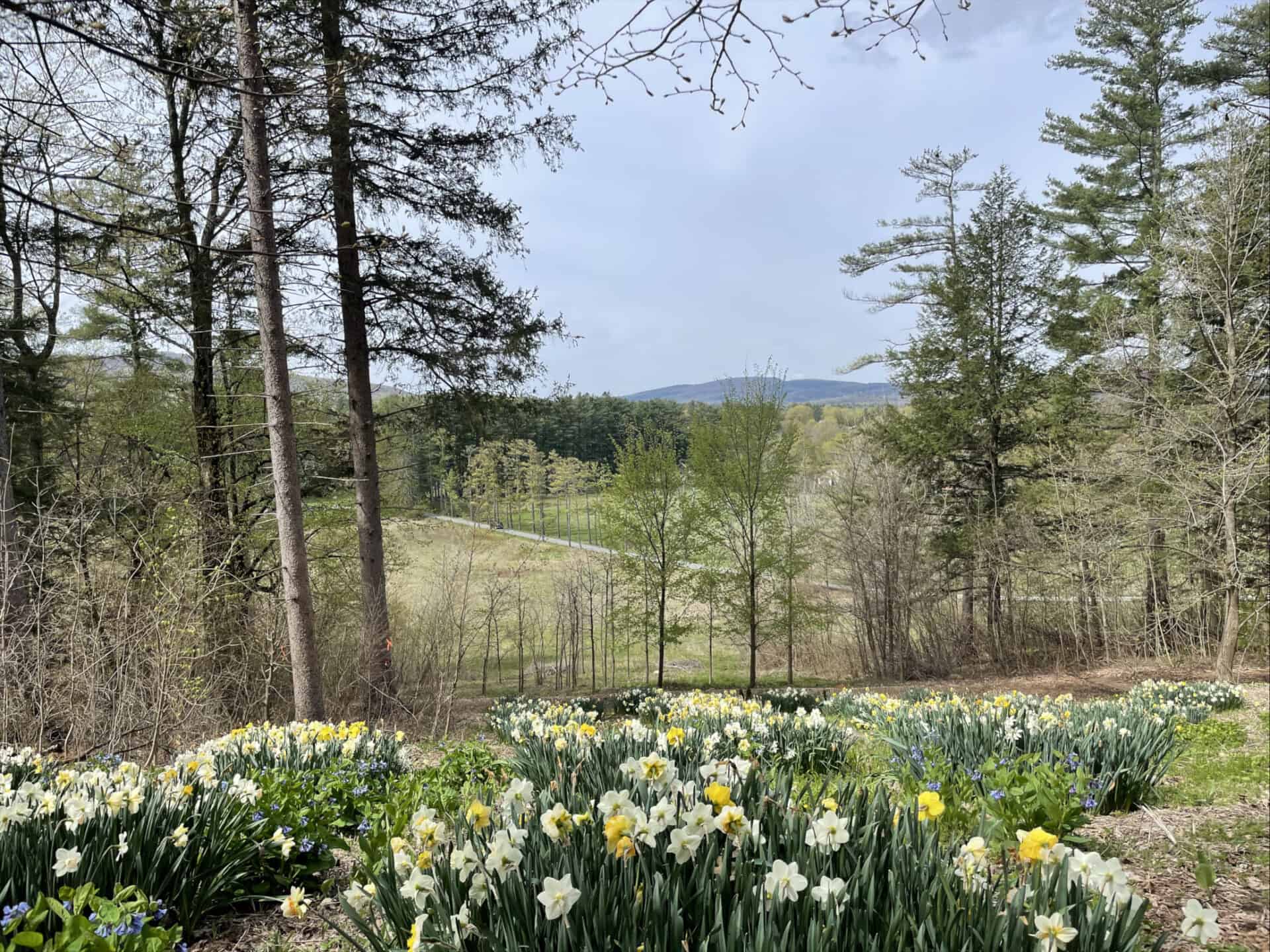 Daffodils bloom in the foreground with a wide view over the valley at the annual Daffodil and Tulip Festival at Naumkeag in Stockbridge.