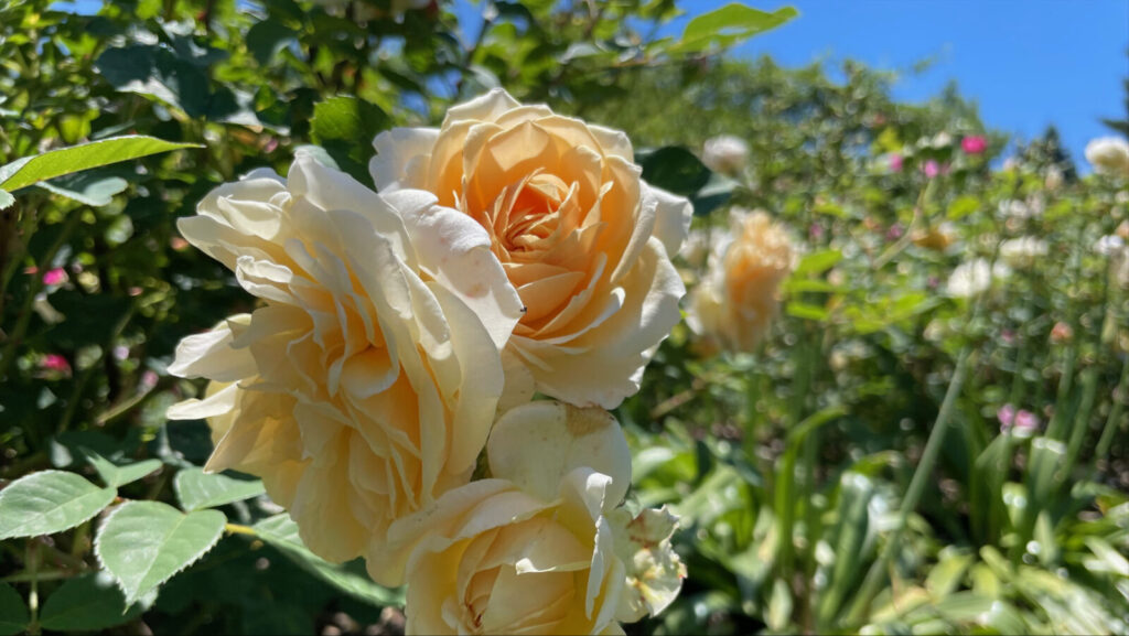Roses bloom in vivd shades of yellow at the Berkshire Botanical Garden in June.